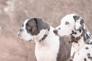 zwei kurzhaarige Hunde
