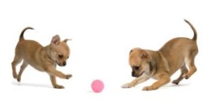 2 Welpen spielen Ball