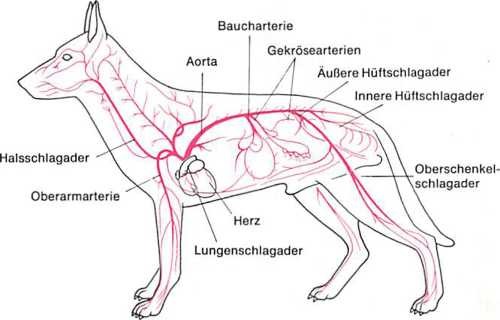 Arteriensystem Hund