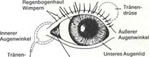 Aussenansicht des Hundeauges