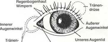 Aussenansicht des Hundeauges