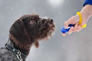 Clicker Training