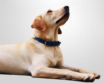 Clicker Training macht Hunden Spass