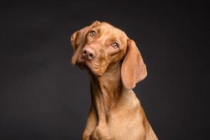 Ein Hund überlegt