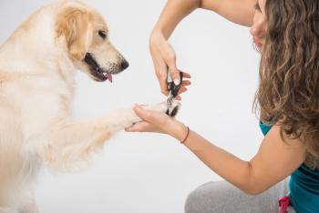 Frau schneidet Hund die Krallen