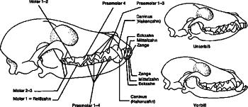 Gebiss des Hundes Zeichnung