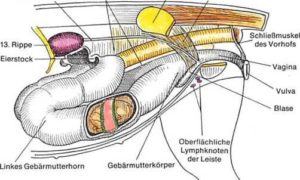 ᐅ Die Geschlechtsorgane Des Hundes Guter Hund De