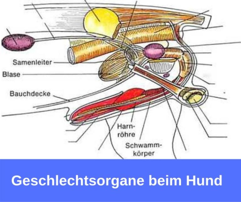 ᐅ Anatomie des Hundes - der Hund im Detail › guter-Hund.de