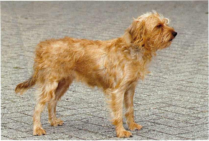 The Hollandse Smoushond: A Unique and Loyal Companion 2 Hollandse Smoushond Dog Characteristics