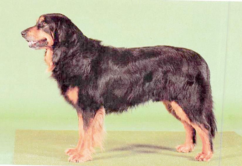 Hovawart