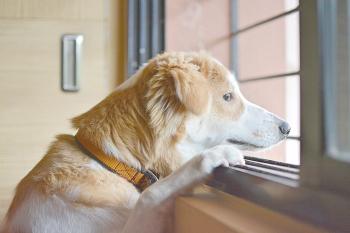 Hund allein im Zimmer