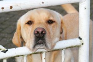 Hund alleine im Garten