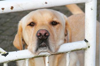 Hund alleine im Garten