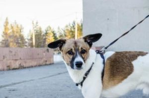 Hund an der Leine