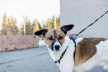 Hund an der Leine