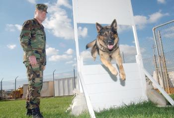 Hund beim Militär