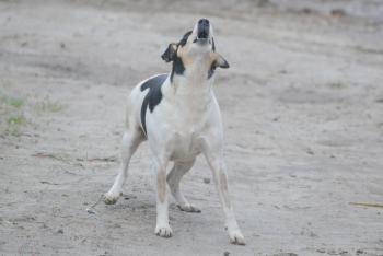 Hund bellt auf Befehl
