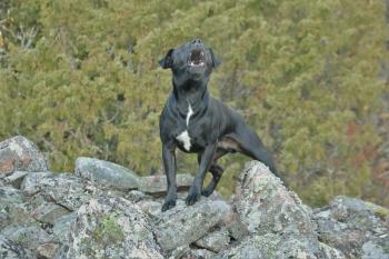 Hund bellt auf Felsen