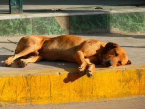 Hund bellt im Schlaf