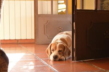 Hund bleibt alleine