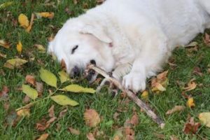 Hund fühlt sich wohl