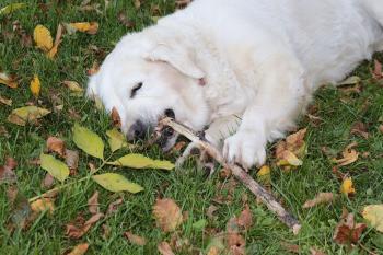 Hund fühlt sich wohl