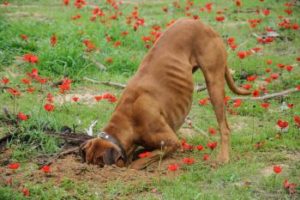 Hund gräbt Loch in Blumenwiese