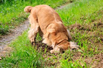 Hund gräbt Loch wo er es darf