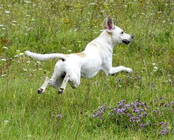 Hund jagt