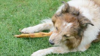 Hund kaut Knochen