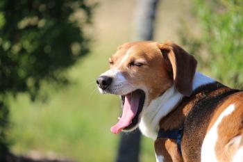Hund langweilt sich