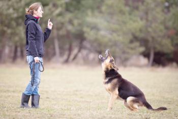 Hund lernt bellen auf Befehl