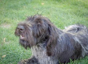 Hund mit Demenz