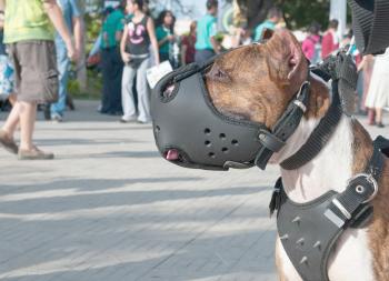 Hund mit Maulkorb