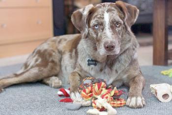 Hund mit Spielzeug