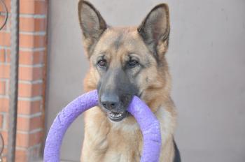 Hund mit Spielzeug