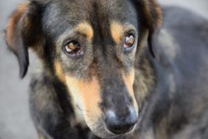Hund möchte spielen