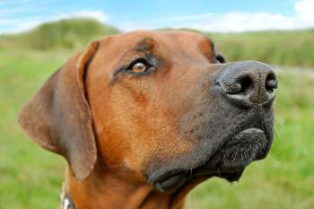 Hund riecht
