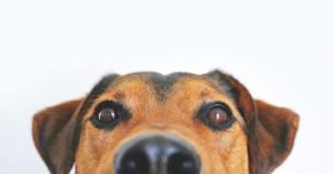 Hund schaut