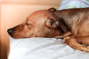 Hund schläft