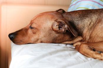 Hund schläft