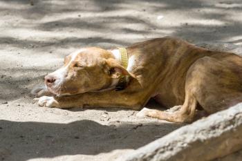 Hund schläft in Grube