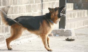 Hund sieht Eindringling