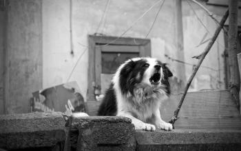 Hund sieht Fußgänger und bellt