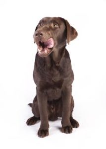 Hund wartet auf Belohnung