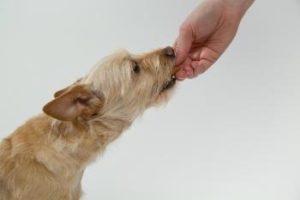Hund wird belohnt