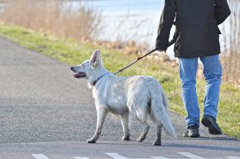 Hund wird desensibilisiert