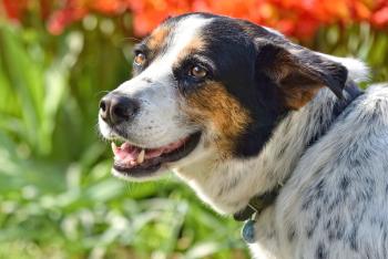Hund
