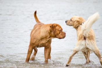 Hunde begrüssen sich Hunde begrüssen sich