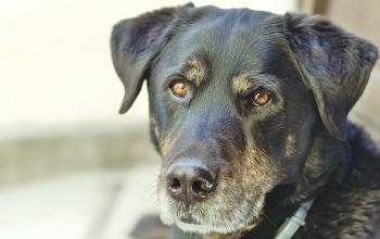 Hunde deuten Körpersprache